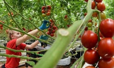Azərbaycana Belarusdan kiloqramı 5,4 manata pomidor gətirilib – Marketlərdə satılmır