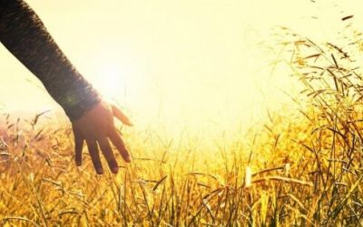 Son günlər müşahidə olunan isti havaların kənd təsərrüfatına ziyanı açıqlanıb