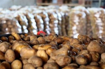 Hansının maya dəyəri daha bahadır: - Tovuz, yoxsa Şəmkir kartofunun?