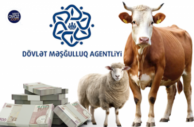 Agentliyə 320 milyonluq mal-qara satan şirkətin nə saytı, nə də sosial media hesabı var - TƏFƏRRÜAT