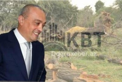 Zərdab rayonunda meşə zolağını MƏHV ETDİLƏR VƏ... -